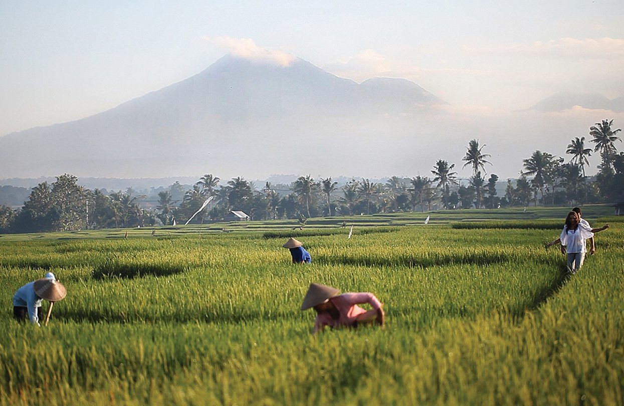 Soori Bali's views of Mount Batukaru and rice fields